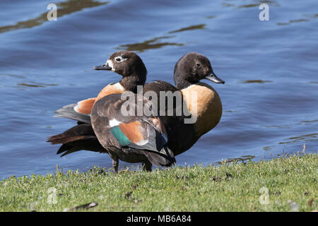 Una coppia di Australian Shelducks (Tadorna tadornoides) sul Lago di pastore, Perth, Western Australia Foto Stock