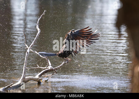 Un australiano Darter (Anhinga novaehollandiae) la balneazione al Lago di pastore, Perth, Western Australia Foto Stock