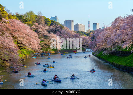 Fiore di Ciliegio a chidori ga fuchi, Tokyo, Giappone Foto Stock