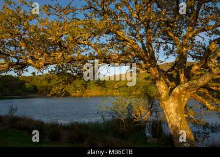 Luce del sole di primavera su una vecchia quercia accanto a Llyn Tecwyn Isaf nelle colline vicino a Harlech, Galles del Nord, Regno Unito. Foto Stock