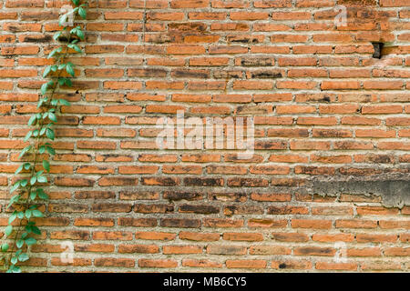 Il vecchio muro di mattoni sfondo coperta di edera pianta con lo spazio. Foto Stock