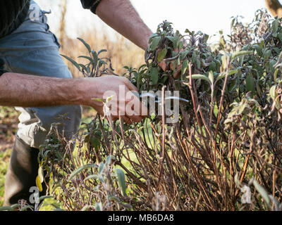 Gardner la potatura di piante erbacee salvia in primavera. Foto Stock