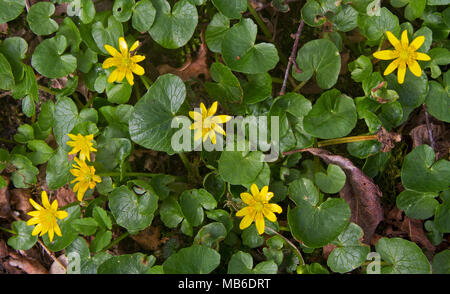 Fiori di colore giallo e a forma di cuore foglie di Lesser Celandine Foto Stock