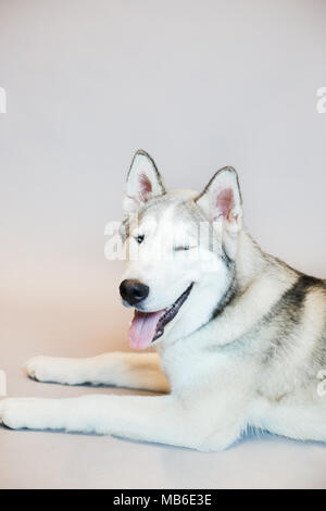 Husky cane in un studio con sfondo grigio Foto Stock