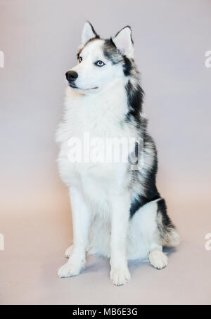 Husky cane in un studio con sfondo grigio Foto Stock