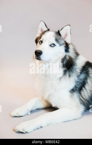 Husky cane in un studio con sfondo grigio Foto Stock