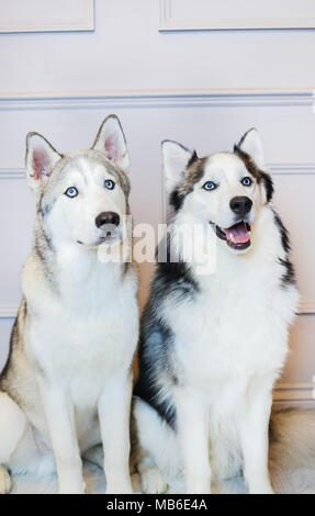 Cani Husky in uno studio con sfondo grigio Foto Stock