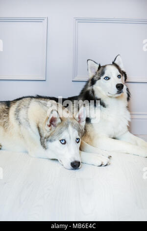 Cani Husky in uno studio con sfondo grigio Foto Stock