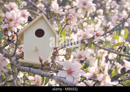 Poco birdhouse in primavera oltre al fiore di ciliegio Foto Stock