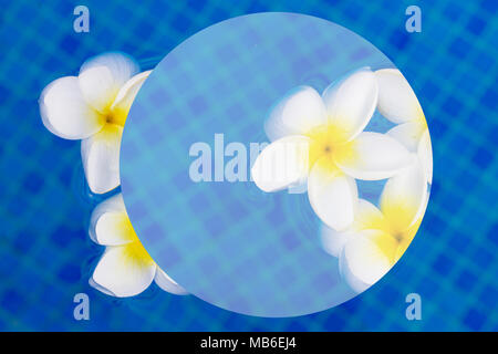 Freschi di fiori di frangipani galleggianti su acqua blu astratto di sfondo background estate Foto Stock