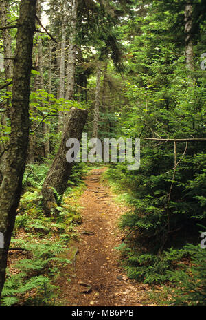 Un percorso di tagli attraverso la cattedrale di boschi su Monhegan Island, Maine Foto Stock