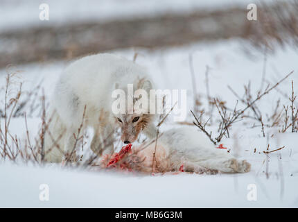 Il cannibalismo. Arctic Fox mangiando un altro Arctic Fox. Foto Stock