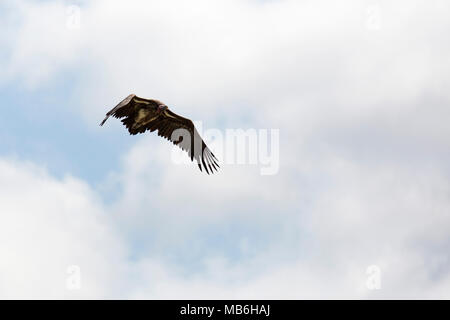 Falda-di fronte vulture (Torgos tracheliotos) nel Parco Nazionale di Hwange nello Zimbabwe. È anche noto come l'avvoltoio Nubiano. Foto Stock