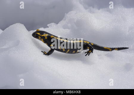 Una salamandra pezzata, Salamandra salamandra, nella neve, Massif des Alberes, Pirenei orientali, Francia Foto Stock