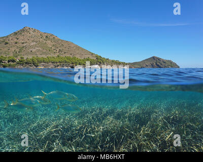 Spagna costa brava e Nettuno erba con pesce orata subacquea, vista suddivisa al di sopra e al di sotto della superficie dell'acqua, mare Mediterraneo, Cap de Creus Foto Stock