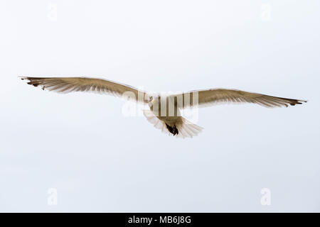 Seagull vicino fino in volo ad ali spiegate Foto Stock