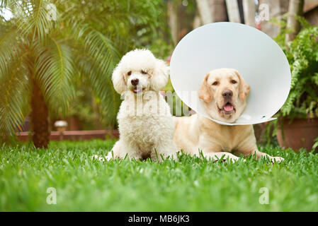 Cani sani posa su erba dopo il veterinario Foto Stock