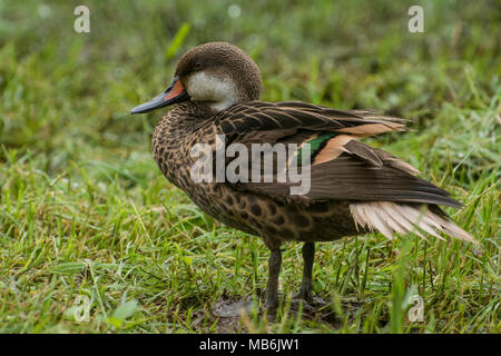 Le Galapagos pintail Duck è una sottospecie endemica che si trova solo sulle isole Galapagos dove è residente l'anno. Foto Stock
