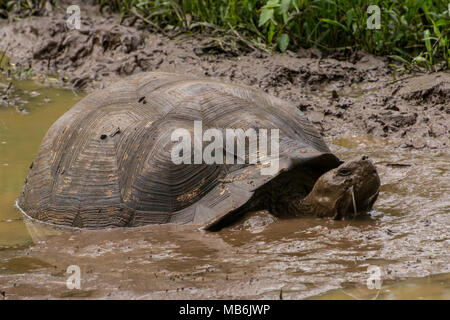 Un galapagos tartaruga gigante (Chelonoidis nigra) prendendo un bagno di fango al fine di sfuggire al caldo. Questi sono presenti solo sulle isole Galapagos. Foto Stock