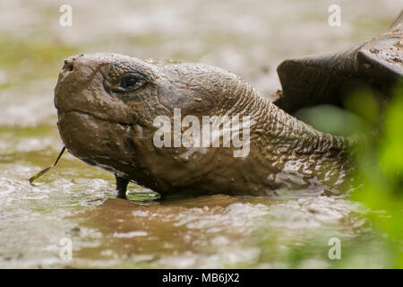 Un galapagos tartaruga gigante (Chelonoidis nigra) prendendo un bagno di fango al fine di sfuggire al caldo. Questi sono presenti solo sulle isole Galapagos. Foto Stock