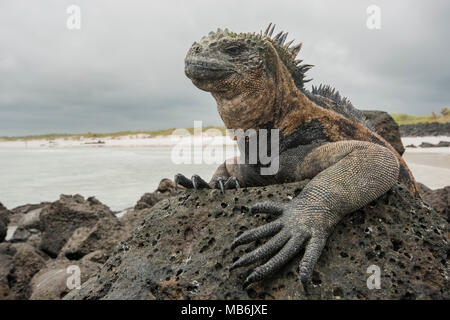 Un grande Iguana marina da Galapagos crogiolarsi sulle rocce laviche sulla costa dopo il ritorno da un viaggio di alimentazione nell'oceano. Foto Stock