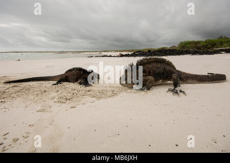 Due iguane marine (Amblyrhynchus cristatus) preparare alla lotta sul territorio sulla spiaggia di Santa Cruz island, una tempesta si muove in dietro di loro. Foto Stock