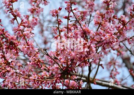 Rosa Fiori di Ciliegio contro un nitido cielo blu durante la primavera in Boston Public Garden, Massachusetts, STATI UNITI D'AMERICA Foto Stock