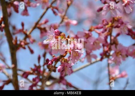 Rosa Fiori di Ciliegio contro un nitido cielo blu durante la primavera in Boston Public Garden, Massachusetts, STATI UNITI D'AMERICA Foto Stock