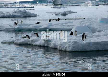 Isola Paulet Antartide, vista dalla spiaggia di adelie penguins on ice floe Foto Stock