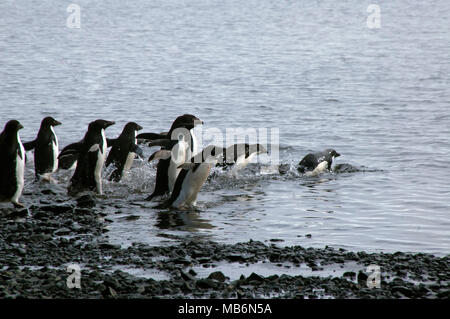 Isola del Diavolo antartico, gruppo di pinguini adelie entra in acqua Foto Stock