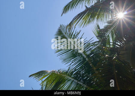 Raggi di sole anche se palm leafs contro un perfetto cielo blu Foto Stock