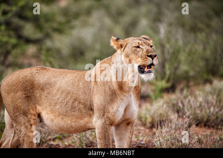 Leonessa, Panthera leo, il roaming attraverso il paesaggio del Kalahari, Kgalagadi Parco transfrontaliero, Sud Africa e Africa Foto Stock