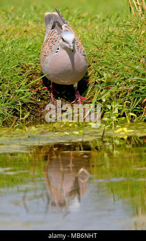 Eurasian Tortora (Streptopelia turtur) adulto a bordo delle acque con la riflessione Eccles-on-Sea, Norfolk, Aprile Foto Stock