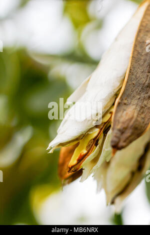 Chiudere fino sementi del paraguaiano tromba d'argento su albero. Foto Stock