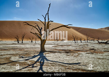 Famoso Dead Vlei morto con alberi di acacia, il paesaggio del deserto del Namib al Sossusvlei, Namib-Naukluft National Park, Namibia, Africa Foto Stock