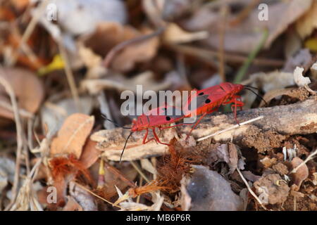 Il cotone Stainer Bugs (rosso, bug di accoppiamento), IIT Bombay Foto Stock