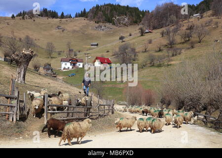 Pastore dei Carpazi in Magura, Romania Foto Stock