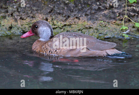 Brasiliano (Teal amazonetta brasiliensis) Foto Stock