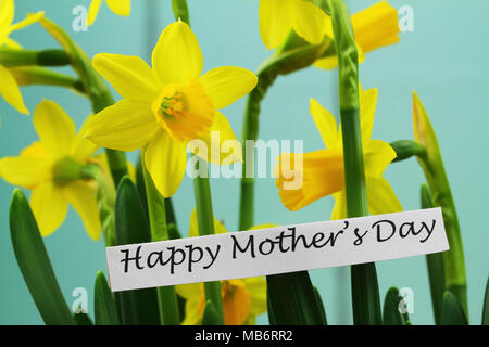 Felice Festa della mamma card con narcisi su sfondo blu Foto Stock