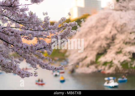 Focus sul primo piano di persone in barca e godere di chidorigafuchi per avvistare vedere sakura cherry blossom festival in piena fioritura della stagione primaverile e b Foto Stock