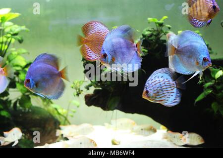 Discus blu e colorati pesci discus (Symphysodon aequifasciatus) in acquario Foto Stock