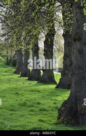 Fila di alberi lungo Chester del fiume Dee Foto Stock