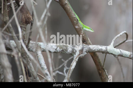 Avviso anole verde (Anolis carolinensis) su un piccolo albero Foto Stock