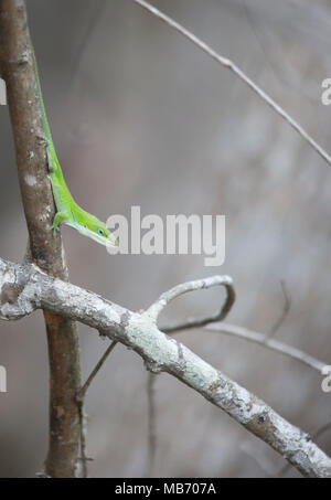 Avviso anole verde (Anolis carolinensis) su un piccolo albero Foto Stock