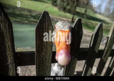 08 aprile 2018, Germania, Bensheim: un oca guardando curiosamente attraverso un recinto a egde del distretto di Bensheim. Foto: Frank Rumpenhorst/dpa Foto Stock