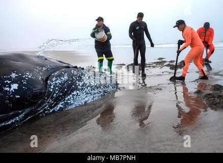 Mar del Plata, Argentina. 8 apr, 2018. La fauna selvatica di soccorritori aiutare un filamento di balena in Mar del Plata, Argentina, 8 aprile 2018. Secondo la stampa locale, le persone hanno lavorato per più di 20 ore per liberare un esemplare di megattera di sei tonnellate e 8 metri di lunghezza che a filamento ottenuto nel sud del Mar del Plata. Credito: Diego Izquierdo/TELAM/Xinhua/Alamy Live News Foto Stock