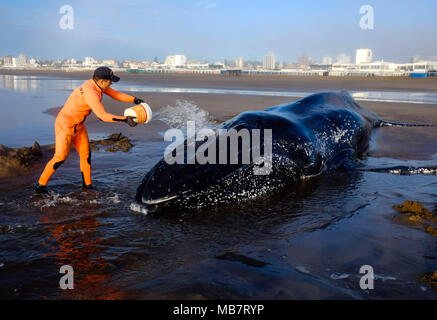 Mar del Plata, Argentina. 8 apr, 2018. Una fauna selvatica soccorritore aiuta un filamento di balena in Mar del Plata, Argentina, 8 aprile 2018. Secondo la stampa locale, le persone hanno lavorato per più di 20 ore per liberare un esemplare di megattera di sei tonnellate e 8 metri di lunghezza che a filamento ottenuto nel sud del Mar del Plata. Credito: Diego Izquierdo/TELAM/Xinhua/Alamy Live News Foto Stock