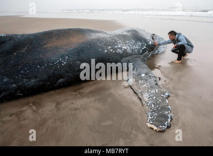 Mar del Plata, Argentina. 8 apr, 2018. Una fauna selvatica soccorritore aiuta un filamento di balena in Mar del Plata, Argentina, 8 aprile 2018. Secondo la stampa locale, le persone hanno lavorato per più di 20 ore per liberare un esemplare di megattera di sei tonnellate e 8 metri di lunghezza che a filamento ottenuto nel sud del Mar del Plata. Credito: Diego Izquierdo/TELAM/Xinhua/Alamy Live News Foto Stock