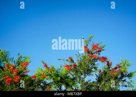 Nativi Australiani bottiglia di rosso gli alberi di spazzola (Callistemon) con cielo blu come sfondo Foto Stock