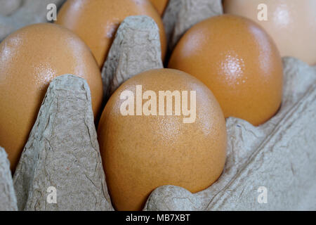 Fresco uova marrone in una scatola di cartone Foto Stock